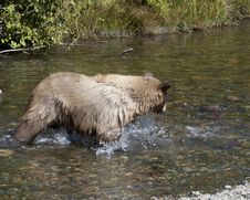 Blonde Brown Bear 24 Hunting Royalty Free Stock Photography Blonde Brown Bear 24 Hunting Royalty Free Stock Photography