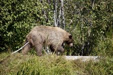 Blonde Brown Bear 41 Hunting Stock Images Blonde Brown Bear 41 Hunting Stock Images