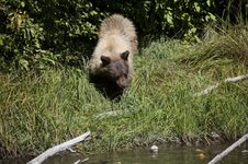 Blonde Brown Bear 42 Hunting Royalty Free Stock Image Blonde Brown Bear 42 Hunting Royalty Free Stock Image