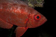 Big Eye Fish In The Red Sea Royalty Free Stock Photos Big Eye Fish In The Red Sea Royalty Free Stock Photos