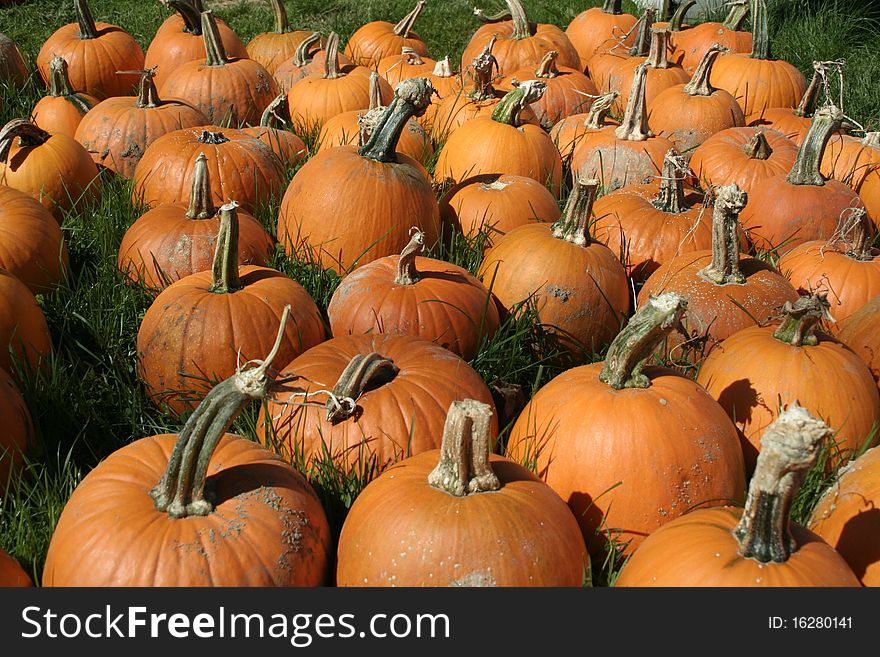 Pumpkins at farm for sale in autumn