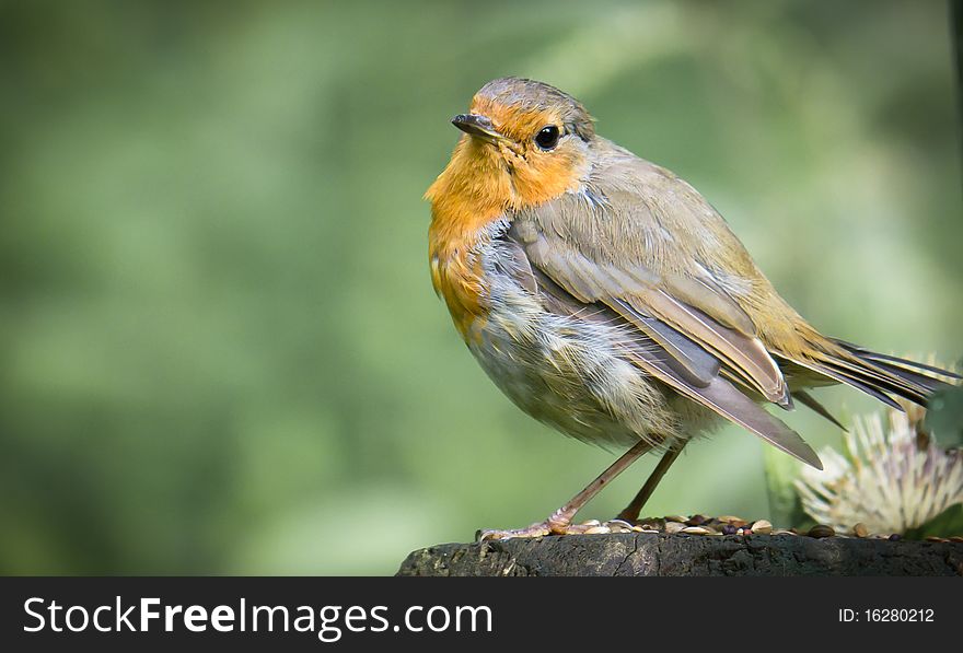 A robin perched on a wooden post