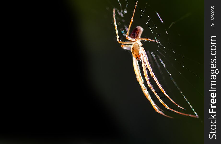 A spider on a web with copy space on a black backgound