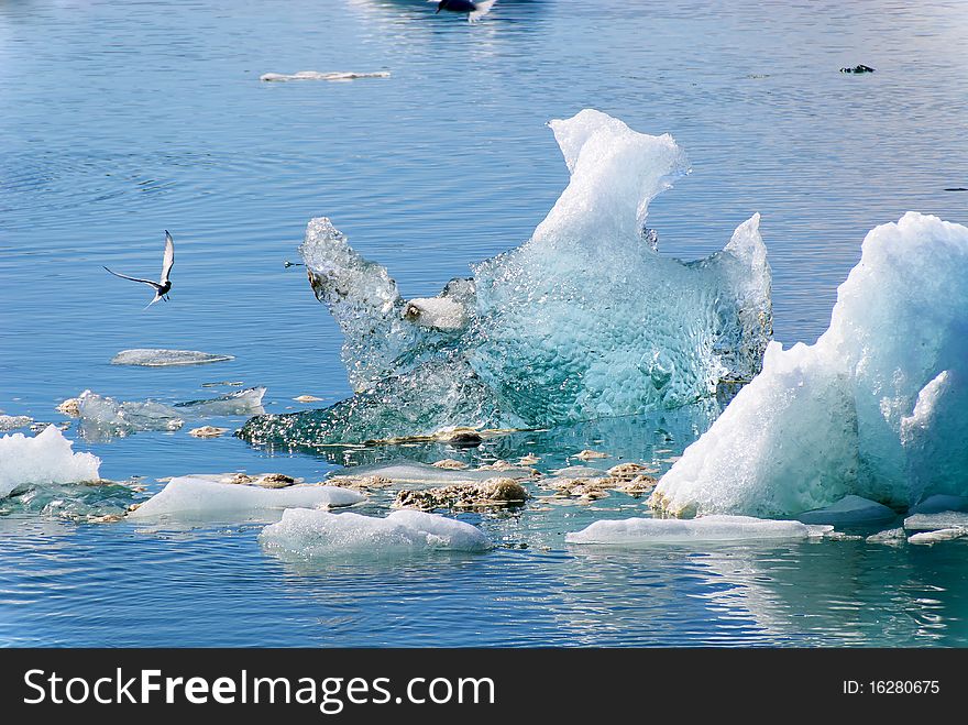 Jokulsarlon Iceberg With Bird