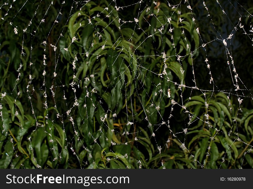 Web of a spider in which have got stuck midges against green foliage