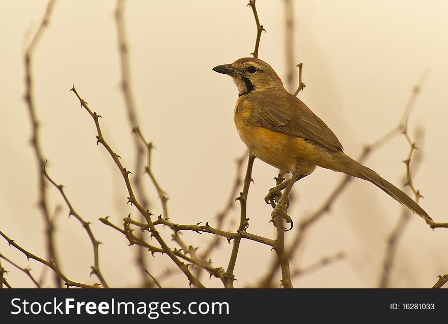 Rosy-patched Bush-shrike Perching On A Spiny Scrub