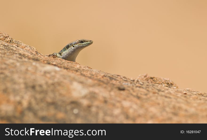 A skink looks carefully over the border of a rock before venturing to come out. Roaring Rocks hill in Tsavo national park , Kenya. A skink looks carefully over the border of a rock before venturing to come out. Roaring Rocks hill in Tsavo national park , Kenya.
