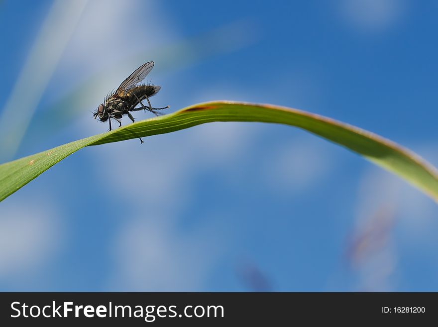 A fly sits on a blade of grass. From below photographed in direction to the sky. A fly sits on a blade of grass. From below photographed in direction to the sky.