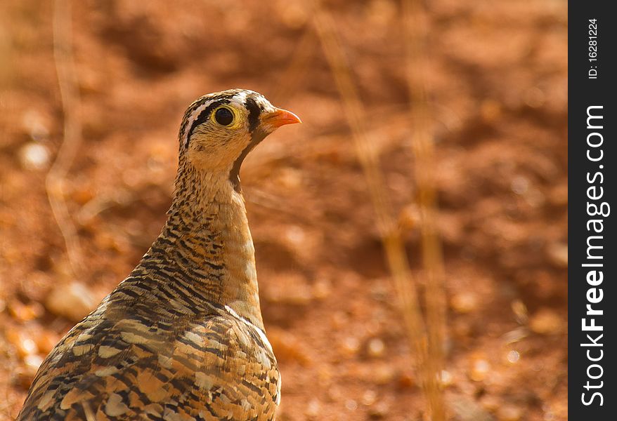 An Alert Black-faced Sandgrouse