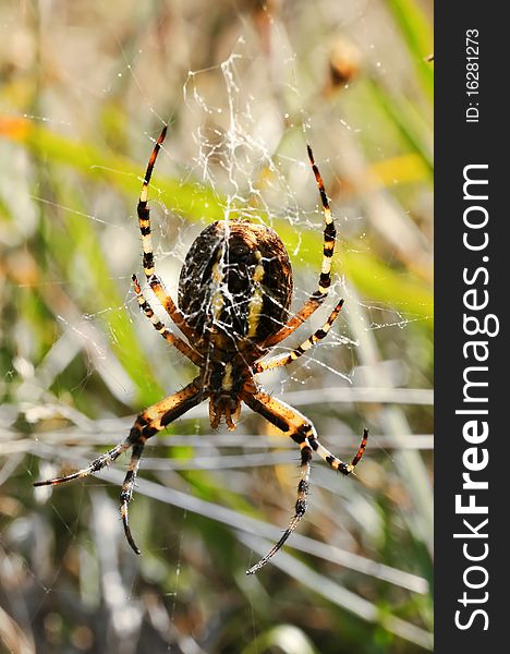 A wasp spider (Argiope bruennichi) in her net.