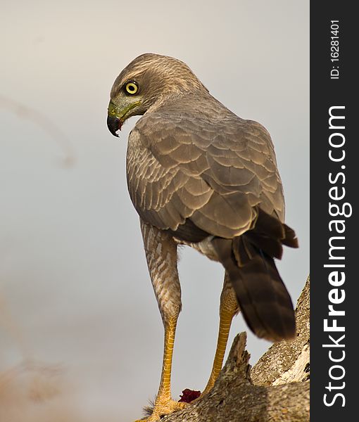 An Eastern Chanting-goshawk shows his fierce and impressive eyes. An Eastern Chanting-goshawk shows his fierce and impressive eyes.