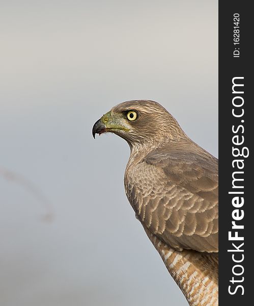 Portrait of an Eastern Chanting-goshawk