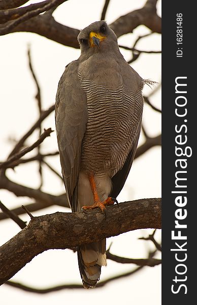 The adult Eastern Chanting Goshawk characterised by his already orange legs, rests on a branch without any intention to hunt. The adult Eastern Chanting Goshawk characterised by his already orange legs, rests on a branch without any intention to hunt.