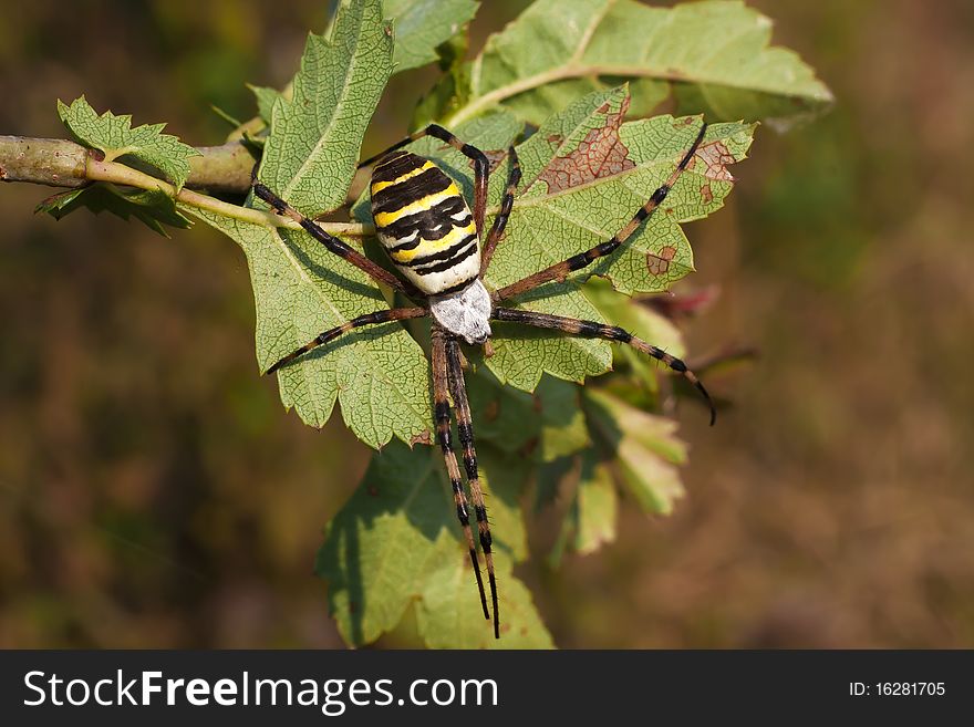 Wasp spider / Argiope bruennichi