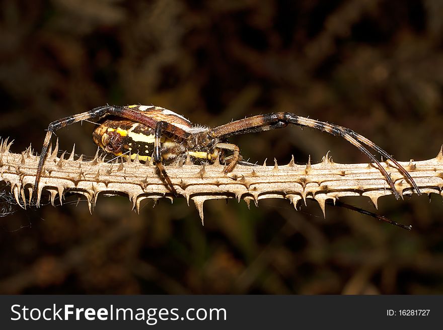 Yellow-black spider on the dead stick - Argiope bruennichi. Yellow-black spider on the dead stick - Argiope bruennichi