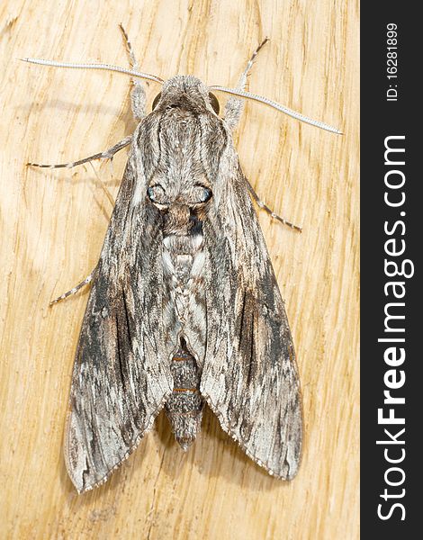 Agrius convolvuli / convolvulus hawk-moth, male