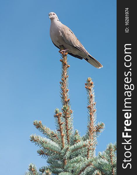 Collared dove on top of a silver fir / Streptopelia decaocto. Collared dove on top of a silver fir / Streptopelia decaocto