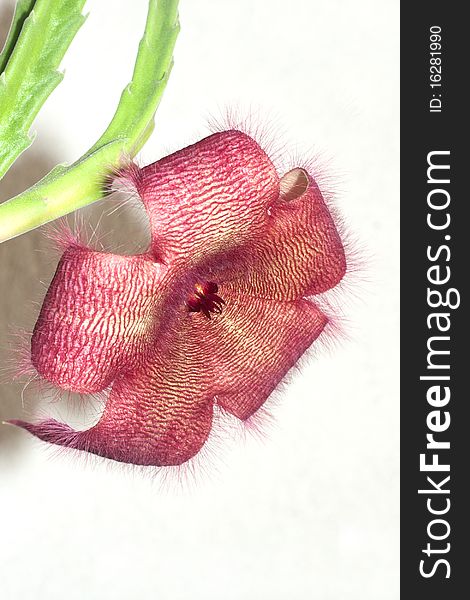 Stapelia gigantea / carrion flowerv isolated on white background