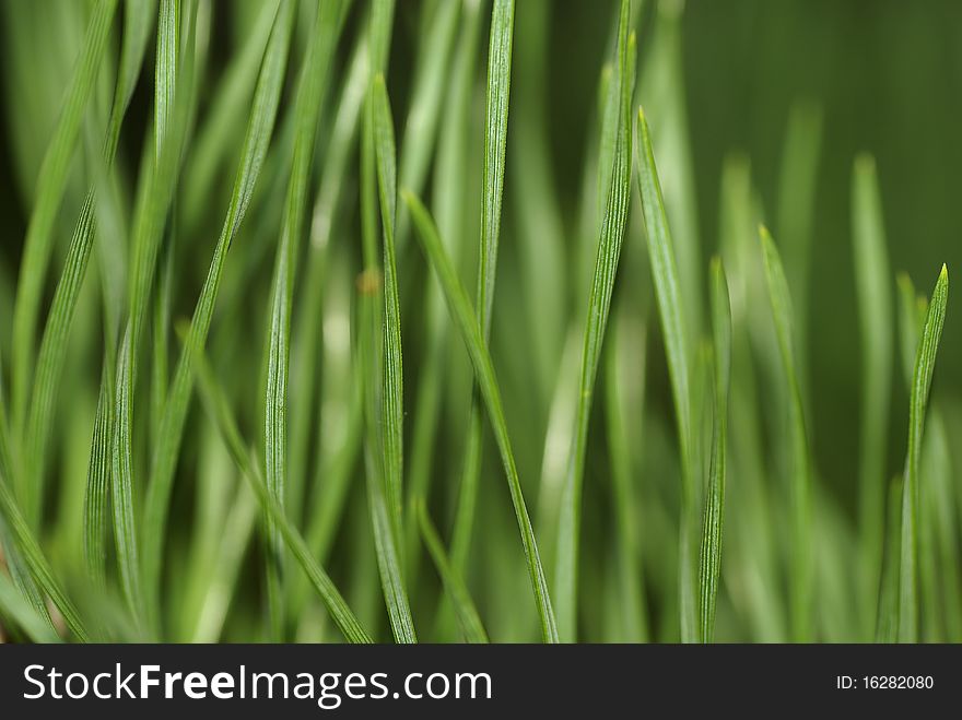 Green needles photographed with an increase in