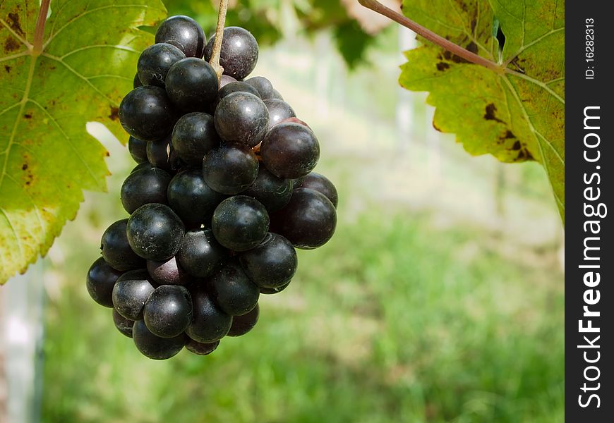 Fresh Purple grape from Vineyard. Fresh Purple grape from Vineyard