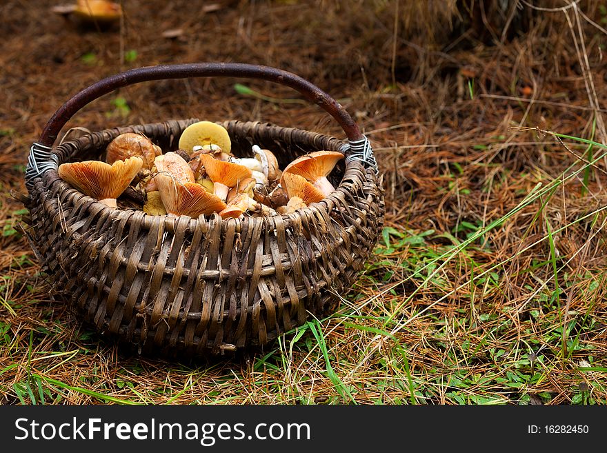 Basket with mushrooms in forest