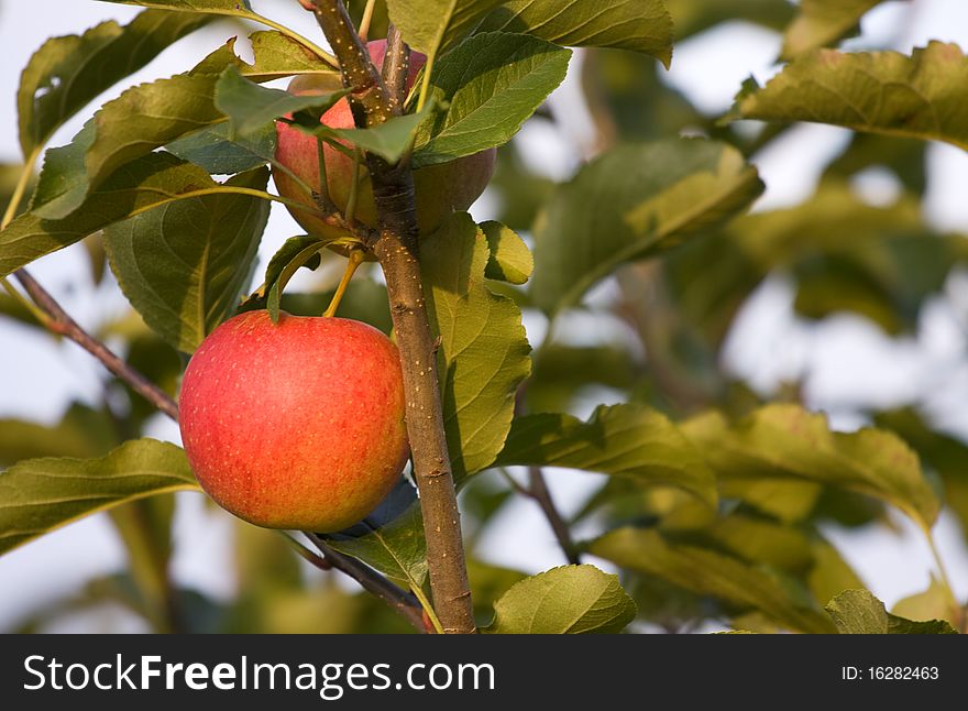 Fresh red apple fruit on the tree. Fresh red apple fruit on the tree.