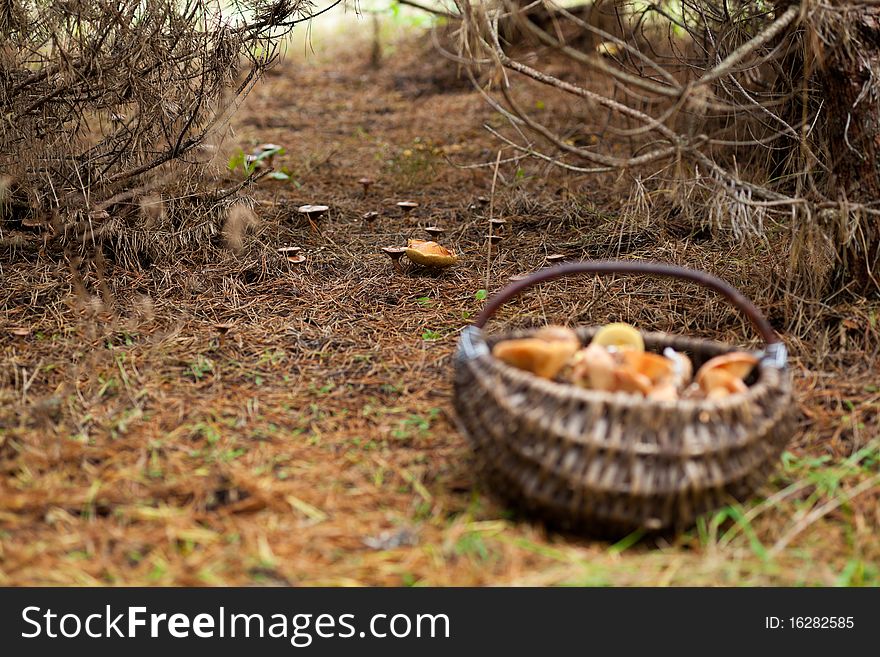 Basket with mushrooms in forest. Basket with mushrooms in forest