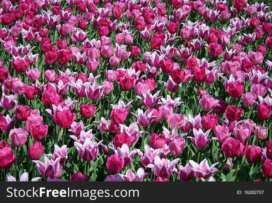 Spring Flowers:Field of Light and Dark Pink Tulips
