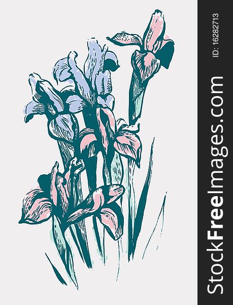 Iris flowers, hand drawn illustration