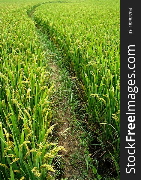 Rice Paddy In Autumn