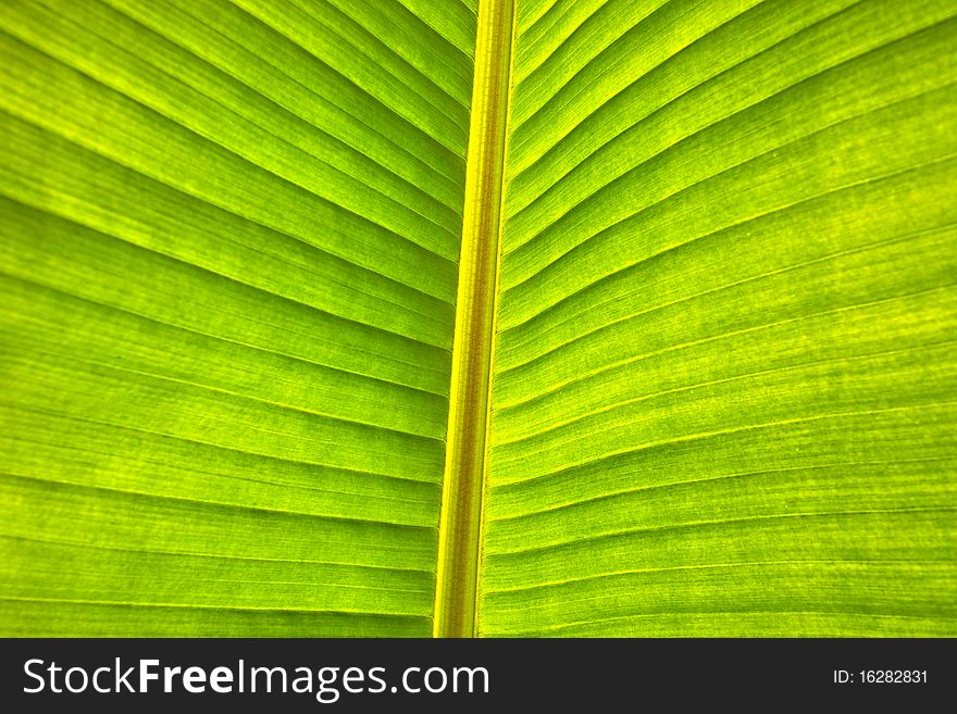 Green leaf macro