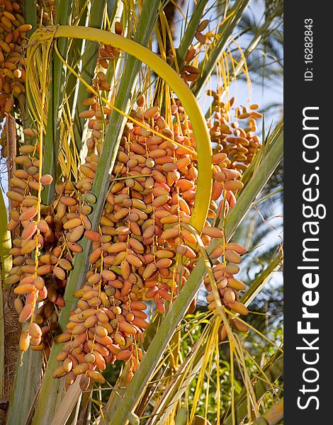 Date palm with sweet fresh dates. Date palm with sweet fresh dates.