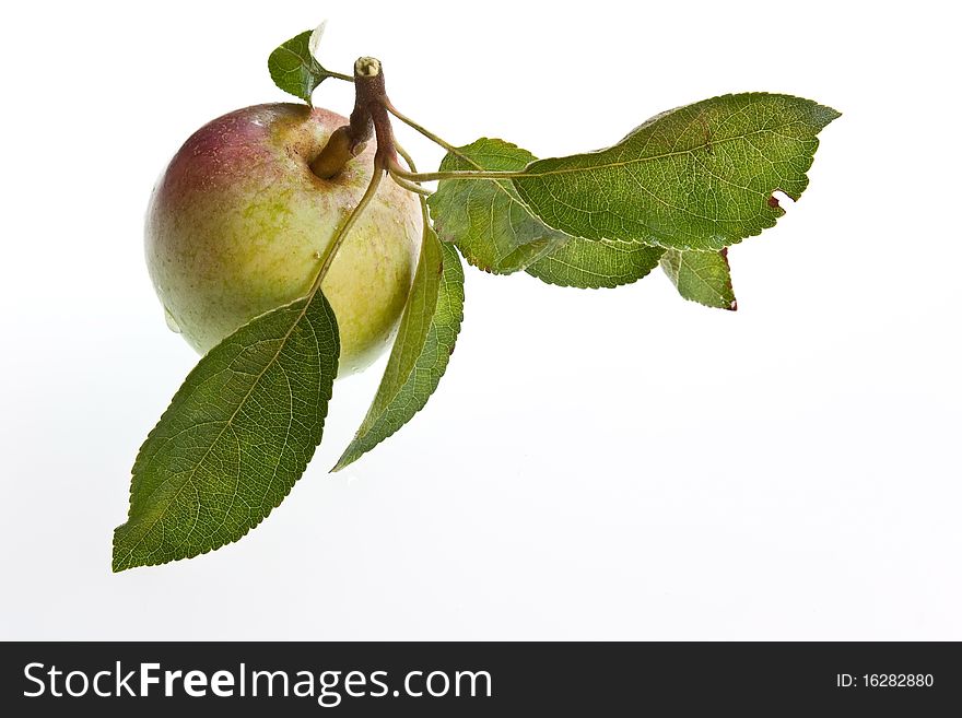 A freshly picked & washed apple with leaves attached