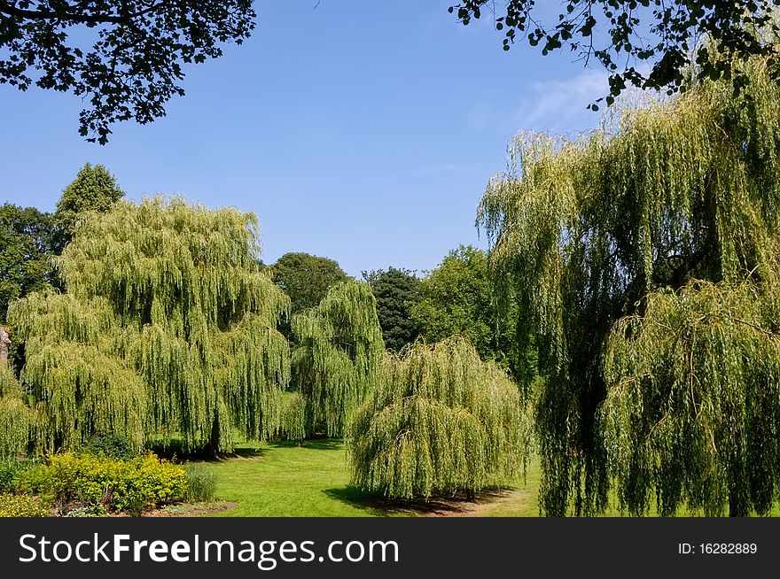 Weeping Willows in Bitts Park, Carlisle, Northern England