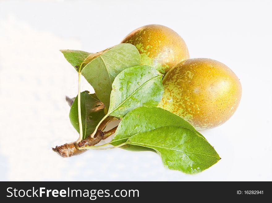 A pair of ripe pears freshly picked with leaves attached. A pair of ripe pears freshly picked with leaves attached