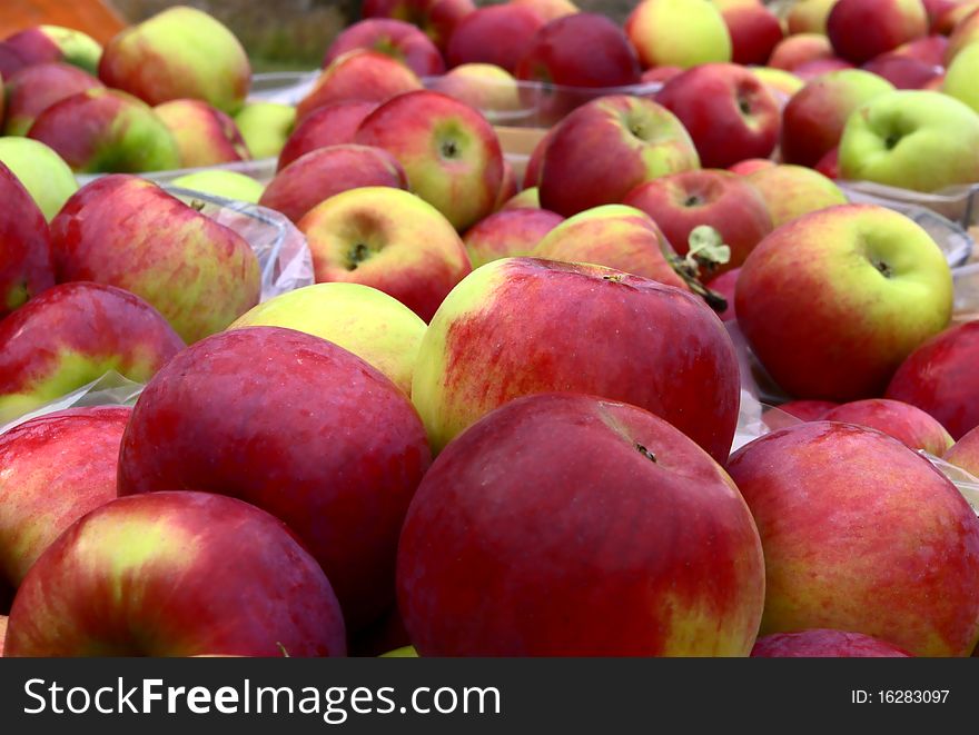 Apples freshly picked and ready for the market