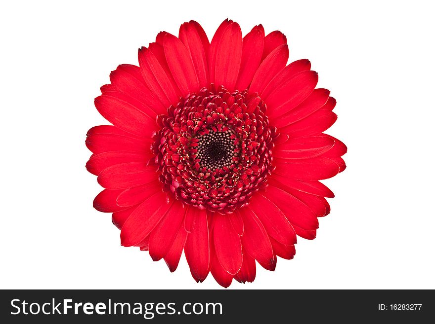 Perfect Red Gerbera, completely isolated on white background