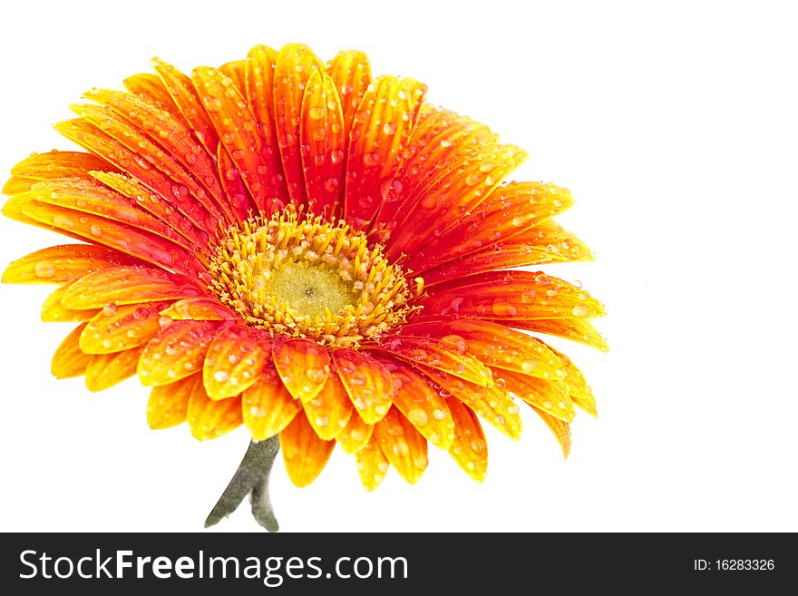 Perfect Orange Gerbera, completely isolated on white background