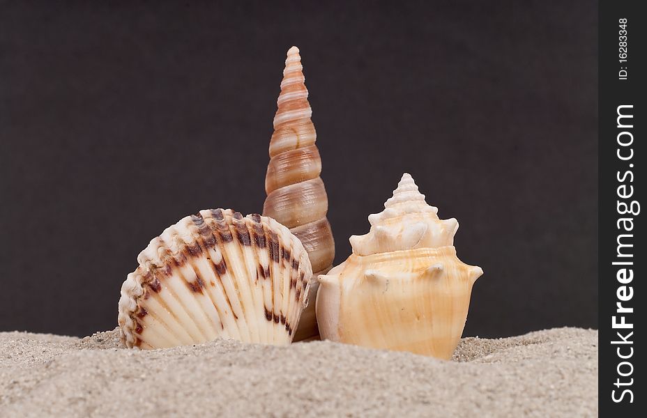 Seashells Sticking Up on White Sand. Seashells Sticking Up on White Sand