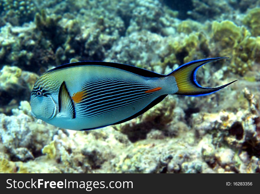 Underwater life on a reef of Red sea. Underwater life on a reef of Red sea