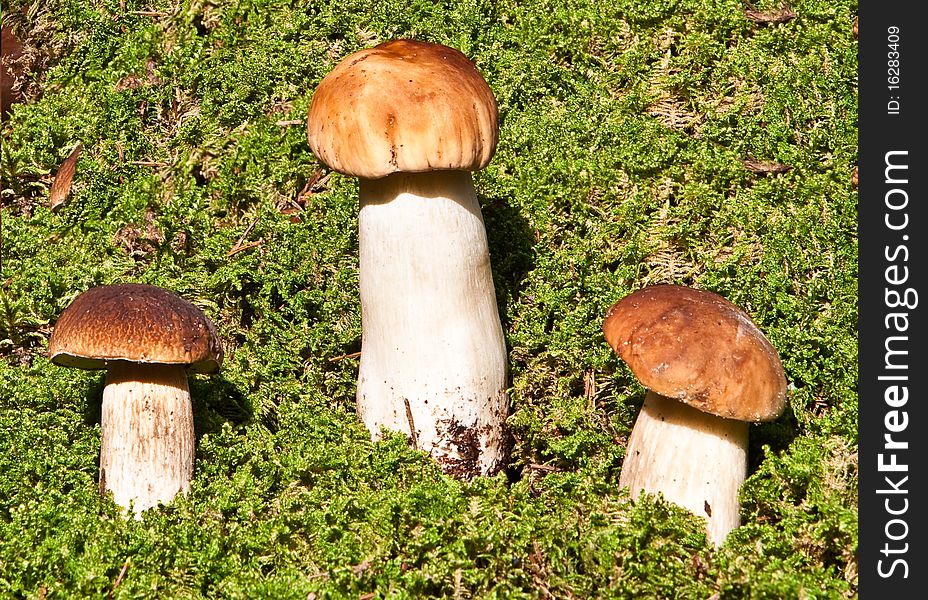 Three mushrooms growing in a moss. Three mushrooms growing in a moss