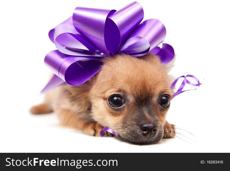 Chihuahua puppy with pink bow in front of a white background