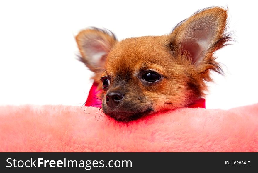 Portrait chihuahua puppy in front of a white background