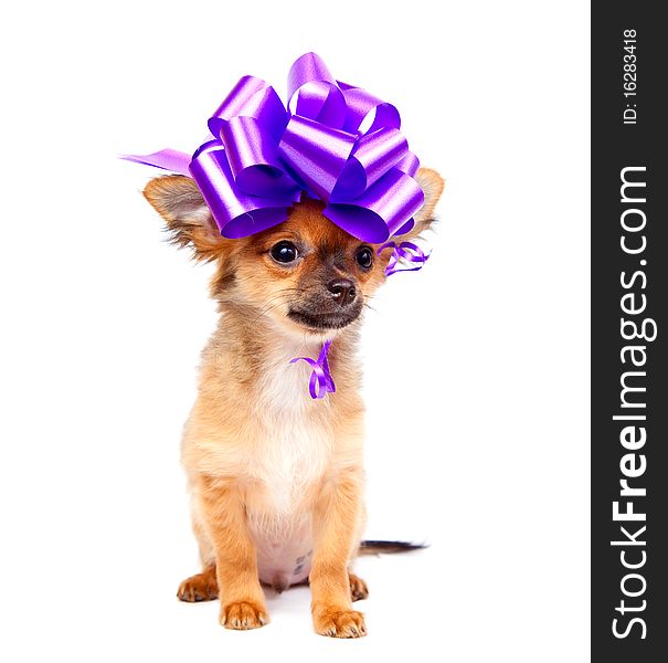 Chihuahua puppy with pink bow in front of a white background