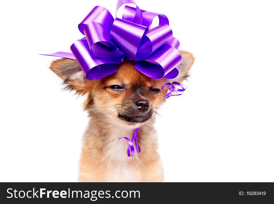 Portrait chihuahua puppy with pink bow in front of a white background