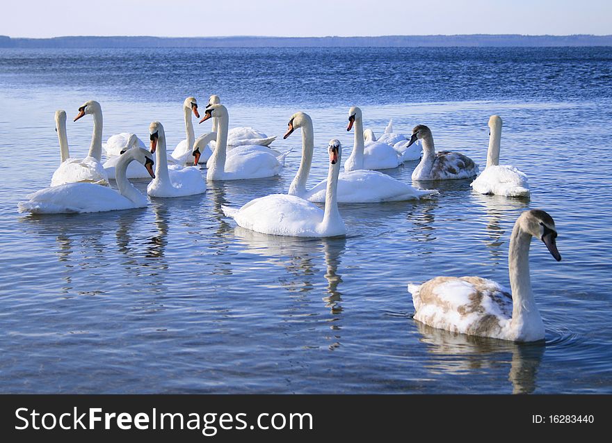 Flight of white swans on water