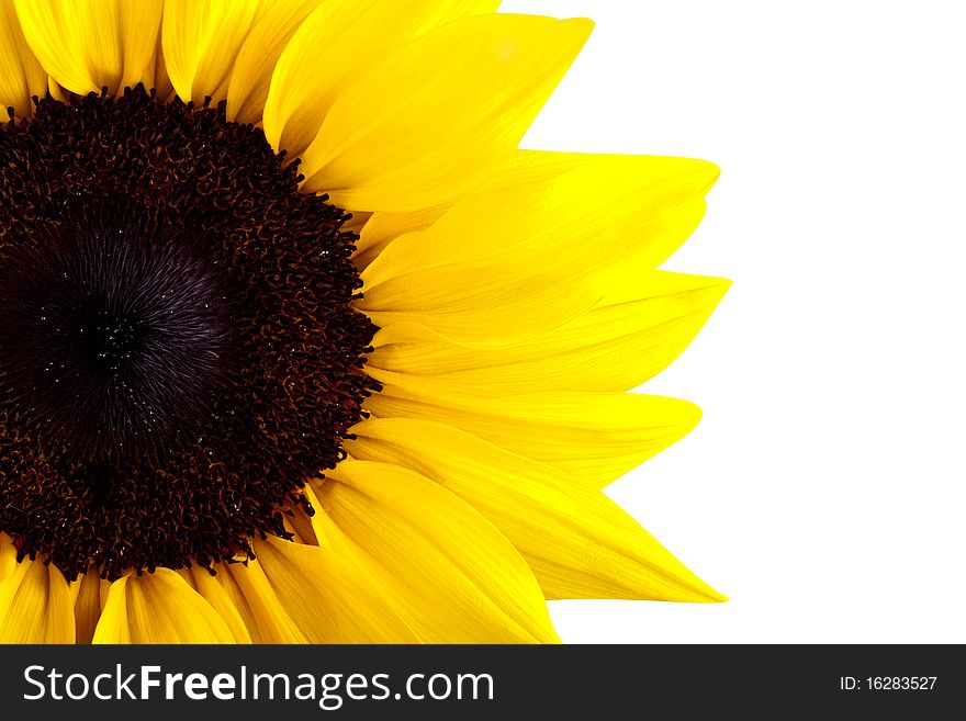 Perfect Sunflower, completely isolated on white background. Much Copyspace