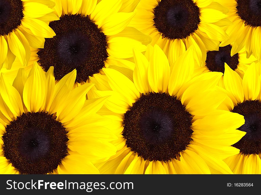 A Collage of many sunflowers, studio shot. A Collage of many sunflowers, studio shot