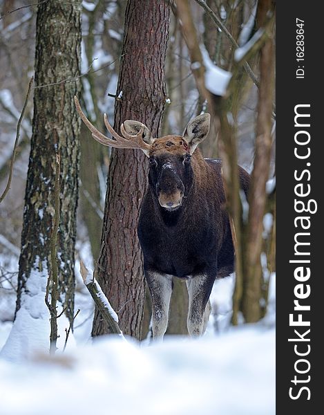 Elk in winter with the washed out back background