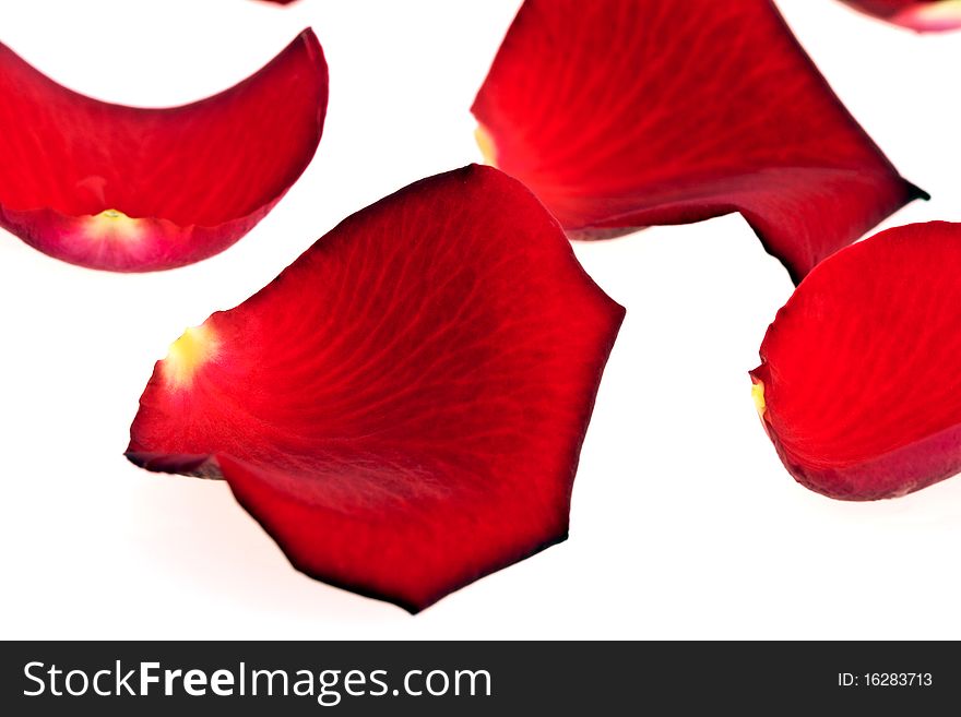 Rose Petals, isolated